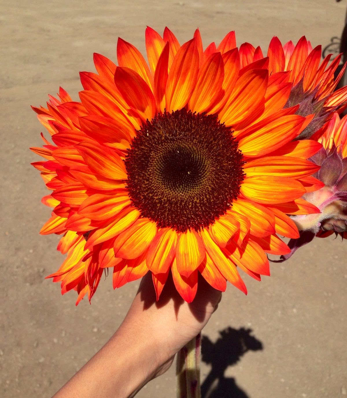 Easy-grow orange sunflower grown from seeds with tall stalks and bold golden-orange petals